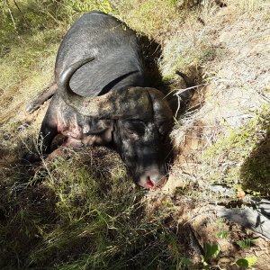 Buffalo Hunting South Africa