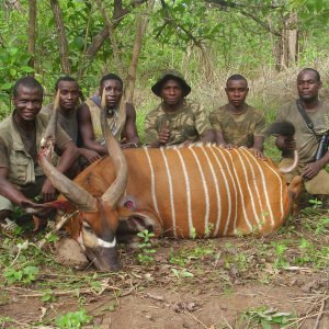 Bongo Hunting & Hunting Team Central African Republic