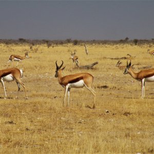 Springbok Kalahari South Africa