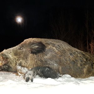 Hunting Wild Boar Romania