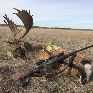 Fallow Deer Hunting Romania