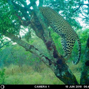 Leopard Trail Camera Zimbabwe