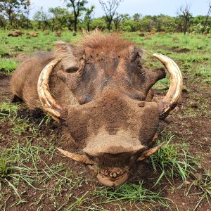 Warthog Hunting Central African Republic C.A.R