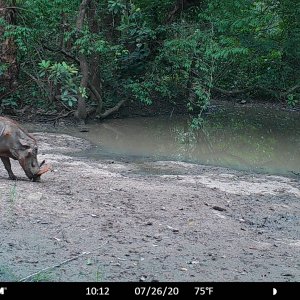 Warthog Trail Camera Central African Republic C.A.R