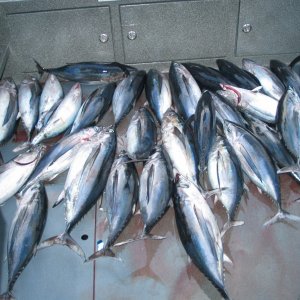 Albacore and Bluefin Tuna Fishing San Francisco