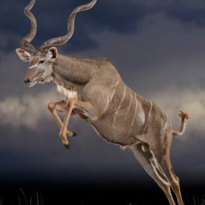 Kudu Full Mount Taxidermy