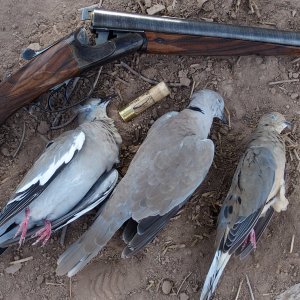 Whitewing & Eurasian Collared Dove Hunting
