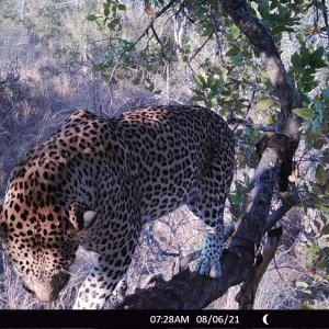 Leopard Trail Camera Zimbabwe