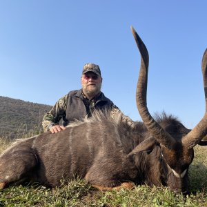 Nyala Hunting Eastern Cape South Africa