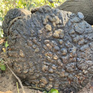 Elephant Foot Zimbabwe