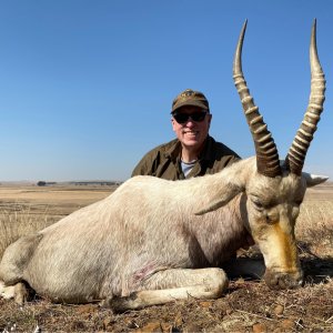 White Blesbok Hunting Limpopo South Africa