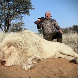 White Lion Hunting Limpopo South Africa