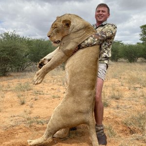 Lioness Hunting Limpopo South Africa