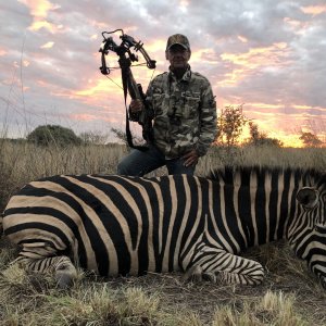 Zebra Bow Hunting Limpopo South Africa