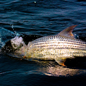 Tigerfish Fishing South Africa