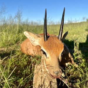Steenbuck hunted with Zana Botes Safari