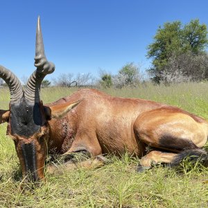 Red Hartebeest hunted with Zana Botes Safari