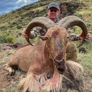 Aoudad Hunting