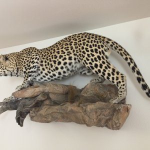 Leopard Full Mount Taxidermy