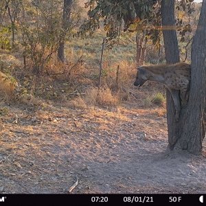 Spotted Hyena Tanzania Trail Camera