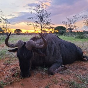 Blue Wildebeest Hunting Namibia