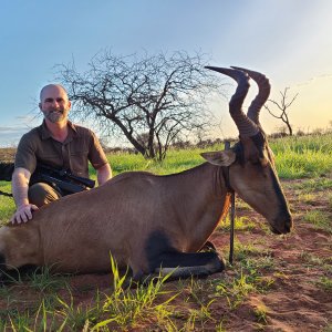 Red Hartebeest Hunting Namibia