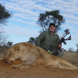 Lioness Bow Hunt Kalahari South Africa