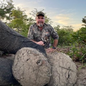 Elephant Foot Zimbabwe