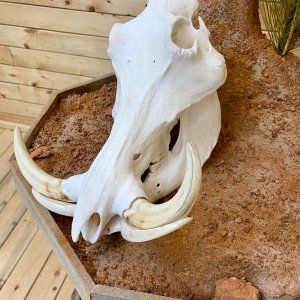 Warthog Skull Taxidermy