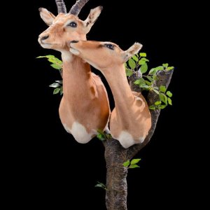 Impala Wall Mount Taxidermy