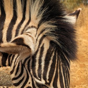 Zebra Bow Hunt South Africa