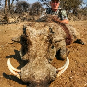 Warthog Bow Hunt South Africa