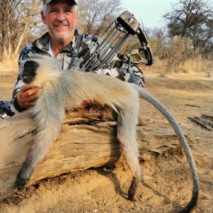 Vervet Monkey Bow Hunt South Africa