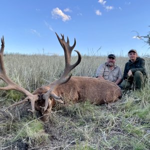 Red Stag Argentina