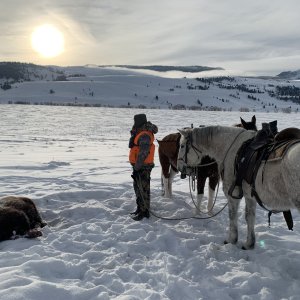 Hunting Bison Cow Wyoming