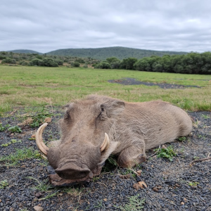 Warthog Hunting South Africa