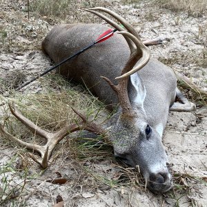 Bowhunting Buck