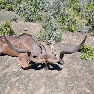 Kudu Hunting South Africa