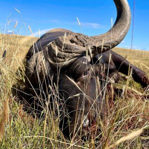 Buffalo Hunting South Africa