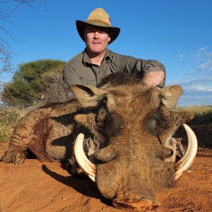Warthog Hunting South Africa