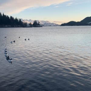Harlequin Ducks & Barrows Goldeneyes Anchorage Alaska