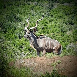 Kudu South Africa