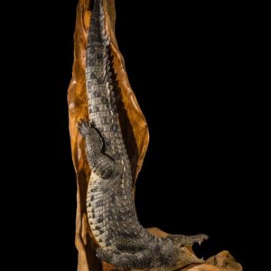 Crocodile Full Mount Taxidermy