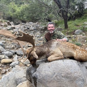 Fallow Deer Hunting Eastern Cape South Africa