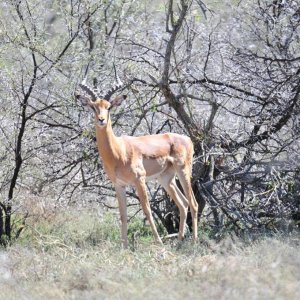 Impala Karoo South Africa