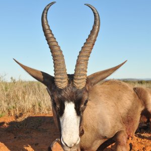 Black Springbok Hunt Karoo South Africa