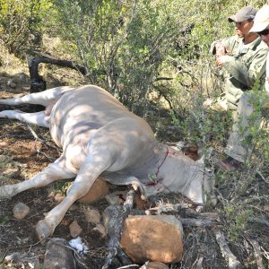 Eland Hunt Eastern Cape South Africa