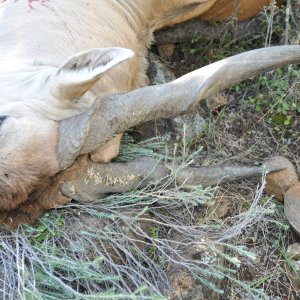 Eland Hunt Eastern Cape South Africa