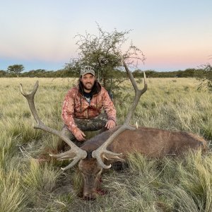 Argentine Red Stag