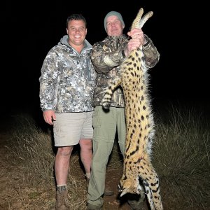 Serval Cat Hunting Mpumalanga South Africa